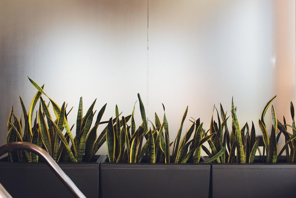 Kwiaty do biura – Jakie rośliny wybrać, aby poprawić atmosferę pracy